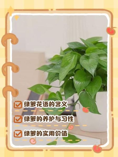梦到绿箩是什么意思_绿箩在梦里预示什么