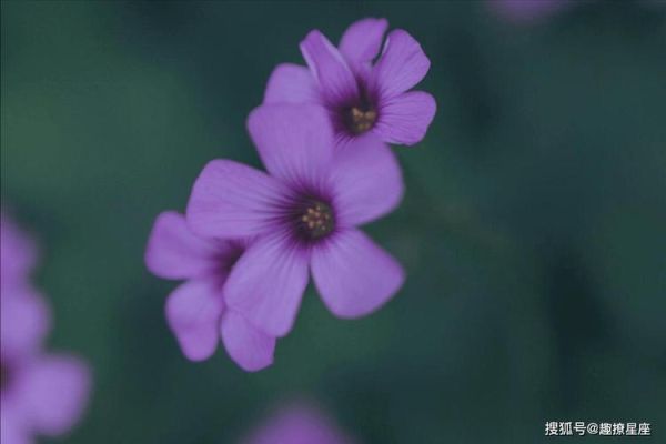 蒋介石属什么生肖_生肖龙性格与命运解析