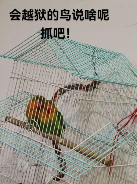 梦到抓鸟是什么意思_梦见抓鸟预示什么