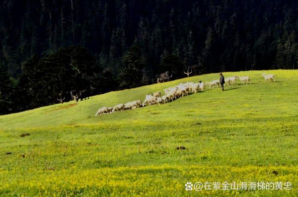 梦到放牧是什么意思_梦到放牧预示什么