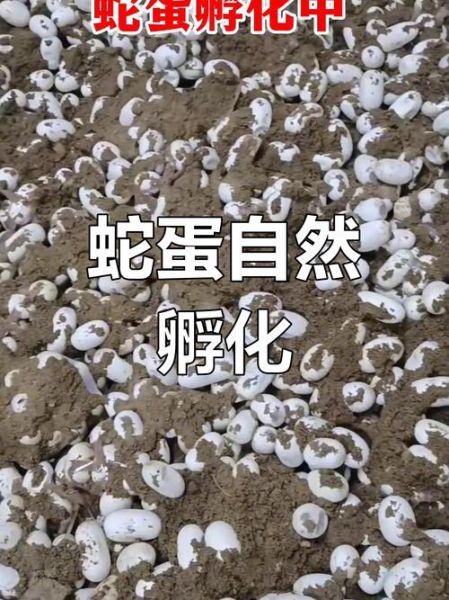 梦到蟒蛇蛋是什么意思_蟒蛇蛋梦境预示什么