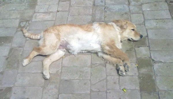 梦到动物死了是什么意思_梦到动物死了预示什么