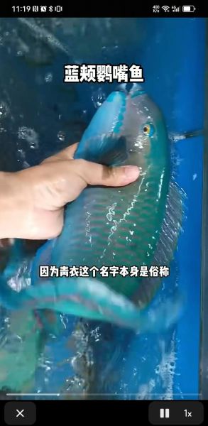 梦到热带鱼是什么意思_梦见热带鱼预示什么