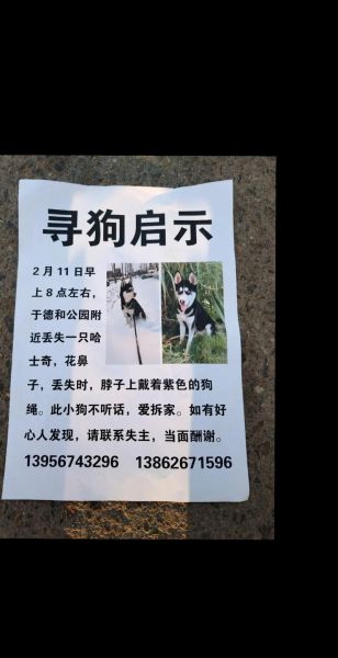 梦到小狗丢了_意味着什么