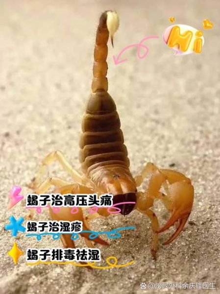 梦到捉蝎子是什么意思_梦到捉蝎子预示什么
