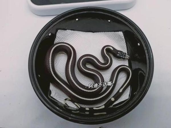 梦到白蛇和黑蛇是什么意思_梦见黑白蛇的预兆