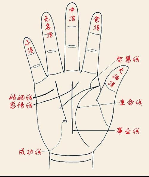通贯掌财运怎么看_通贯掌真的影响财富吗