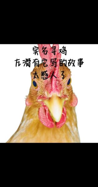 梦到找鸡是什么意思_梦见找鸡找不到暗示什么