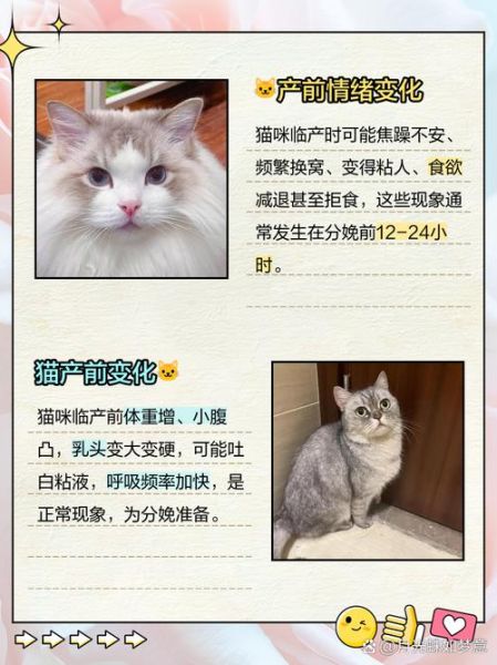 梦到家里来了猫_猫进家门的寓意