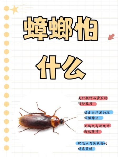 梦到小强是什么意思_如何化解蟑螂噩梦