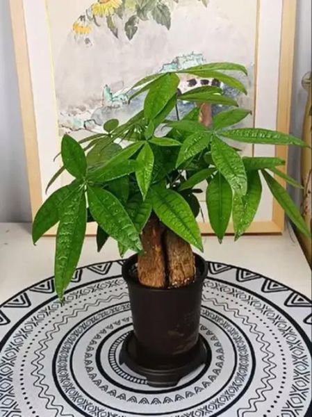招财植物有哪些_办公室放什么植物聚财