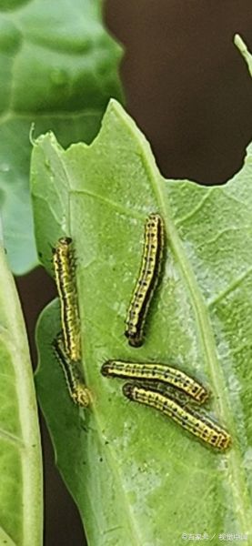 梦到菜虫是什么意思_梦到菜虫预示着什么