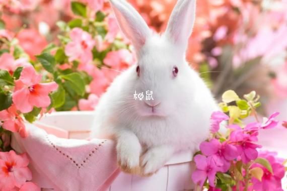 什么属相宝宝好_龙年兔年哪个更旺父母