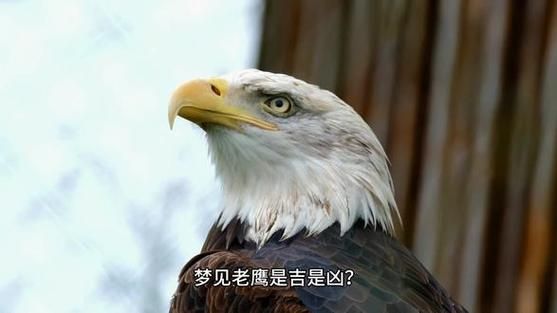 梦到打鹰_梦见打鹰是什么意思