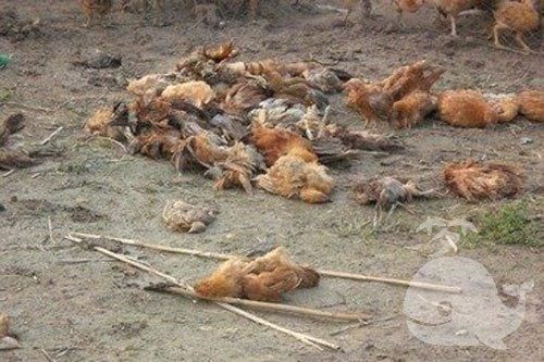 梦到鸡是什么意思_梦见鸡死了代表什么