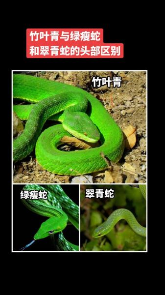 梦到打死青蛇_青蛇梦兆吉凶