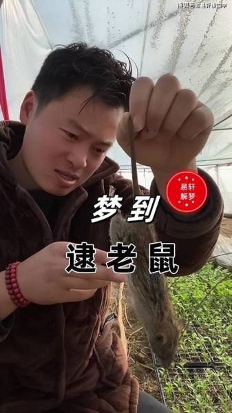 梦到老鼠上身是什么意思_梦到老鼠爬身上怎么化解