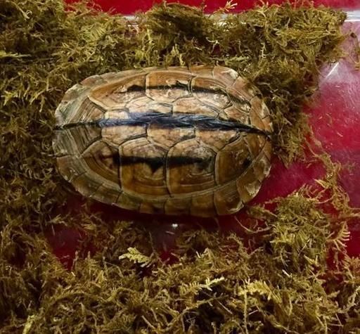 梦到杀乌龟是什么意思_梦见杀乌龟好不好