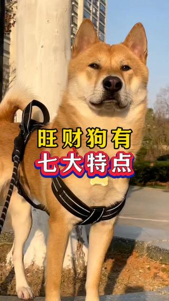 狗旺财运吗_养狗真的能招财吗
