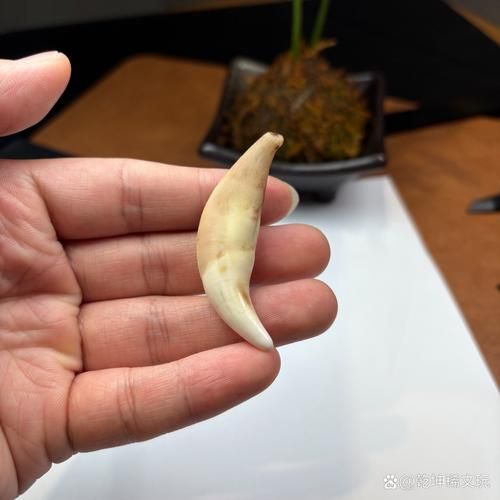 牙齿不好影响财运吗_牙齿不好如何转运
