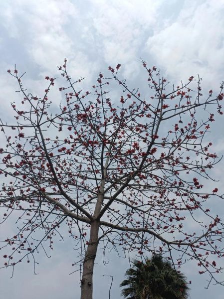 梦到砍树枝是什么意思_梦到砍树枝预示什么