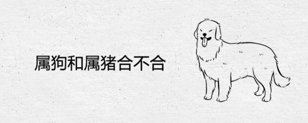 属猪和属狗的婚姻合不合_属猪属狗配对好吗
