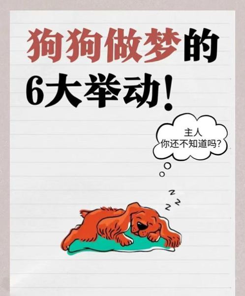 总梦到动物_意味着什么