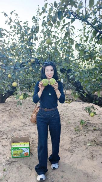 梦到摘梨是什么意思_树上摘梨的寓意