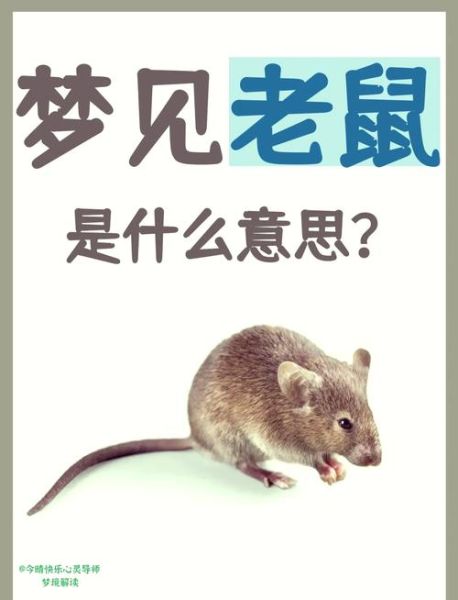 梦到白老鼠是什么意思_梦见白老鼠预示什么