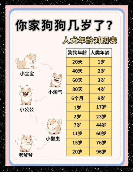 狗属相多大_属狗年龄对照表2024