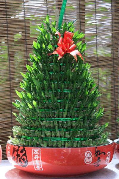 2016属兔财运植物_哪些植物最招财
