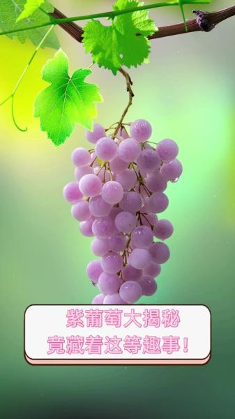 梦到紫葡萄是什么意思_紫葡萄梦境解析