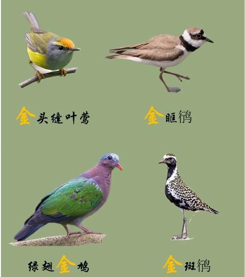 养什么鸟可以增加财运_风水鸟推荐