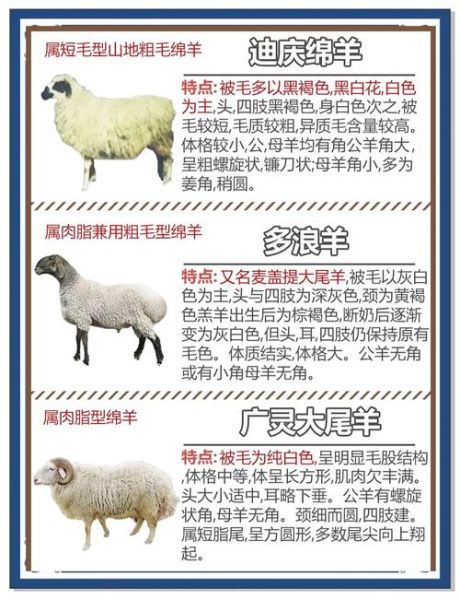 真羊假羊怎么区分_属羊的一定是真羊吗