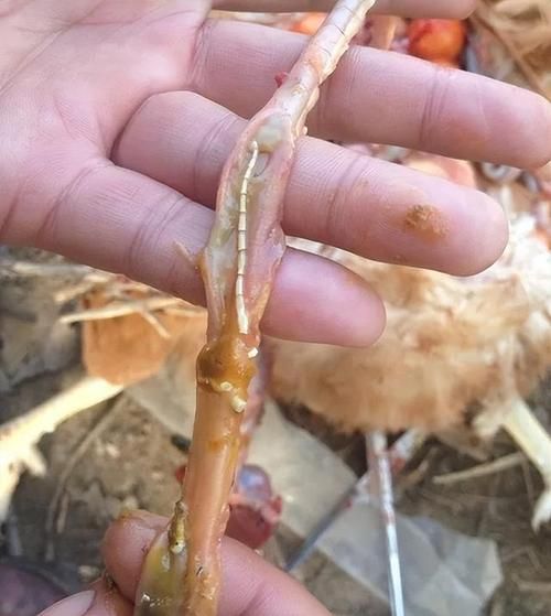 梦到绦虫是什么意思_绦虫梦境预示什么