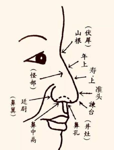 鼻子财运线怎么看_鼻子财运线准吗