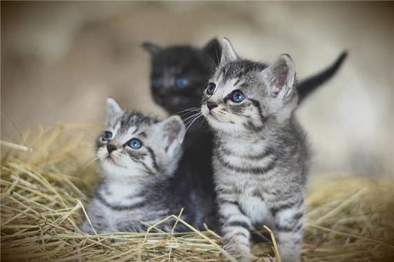 梦到六只猫_周公解梦准吗