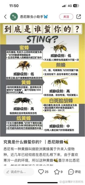 梦到被蜂子蛰了是什么意思_被蜂蛰预示什么