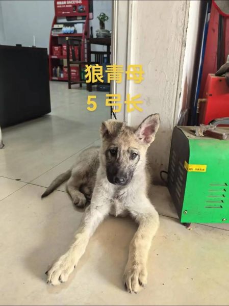 青狗是什么属相_青狗年出生的人命运如何