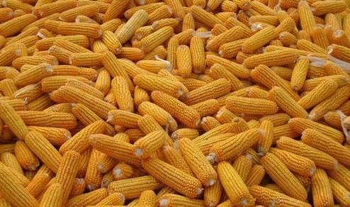 梦到磨玉米是什么意思_磨玉米梦境解析
