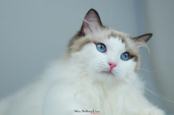 梦到猫和我说话_周公解梦