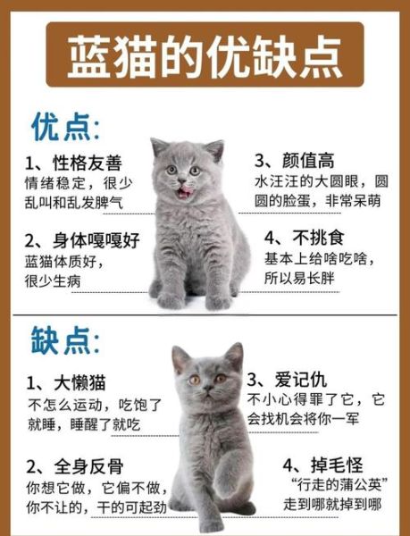 梦到蓝猫是什么意思_蓝猫梦境解析