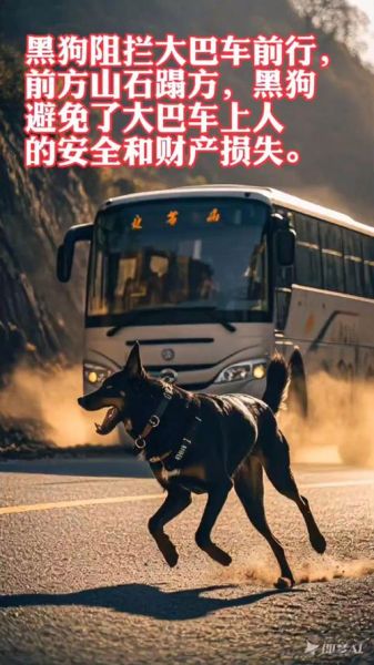 狗挡路财运_狗挡路是吉是凶