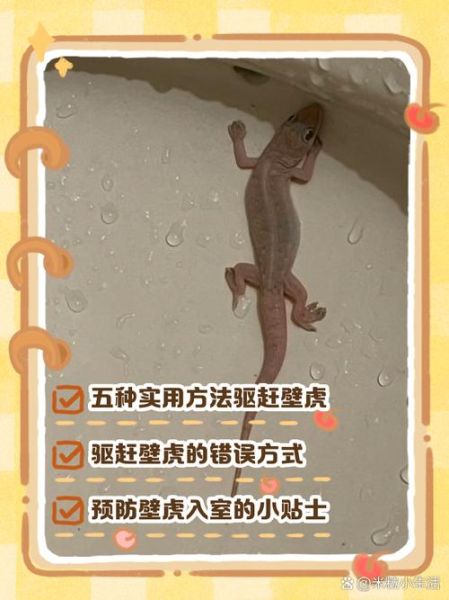 梦到吃壁虎_有什么预兆