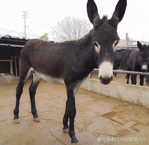 梦到抱着驴是什么意思_梦见抱着驴的吉凶
