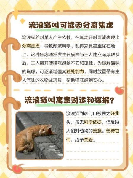 梦到赶猫是什么意思_梦见赶猫走不掉怎么办