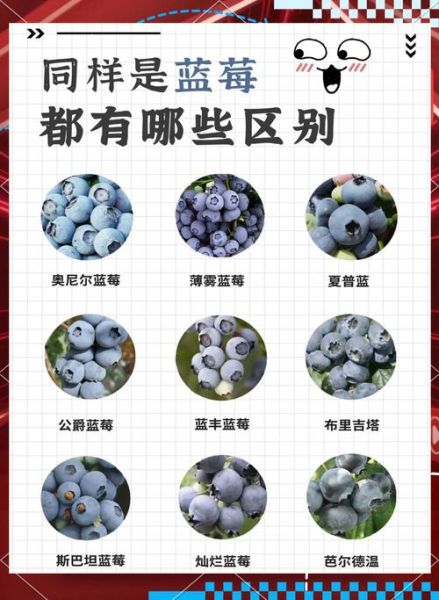 梦到蓝莓是什么意思_梦见蓝莓代表什么