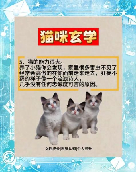猫咪影响财运吗_养猫招财还是破财