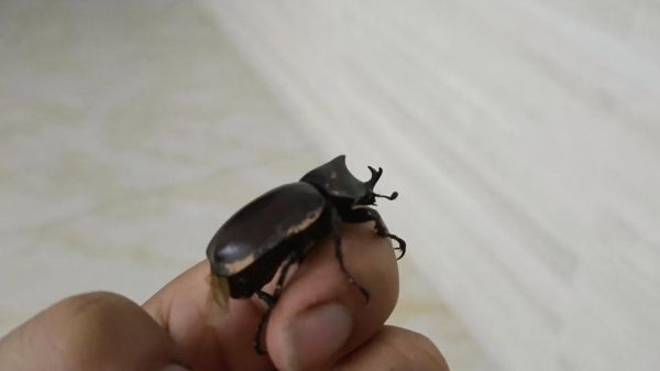 梦到屎壳郎是什么意思_屎壳郎梦境解析