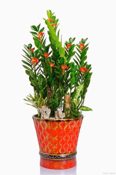 属相绿植怎么选_属相绿植风水禁忌